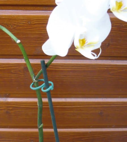 Vilmorin Terlia Flexible Ring Binder for Tree, Stake (4 cm)