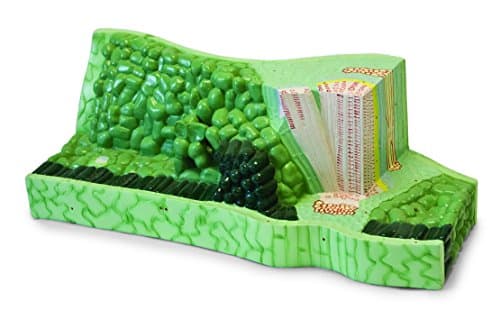 Walter Products B10301 Leaf Structure Model from a Lima Bean Leaf