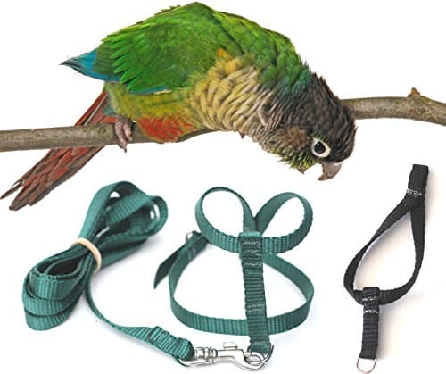 Fred Bird Harness &amp; Leash Plus Extra LARGER Head Loop for EASIER TRAINING for Green-cheek Conures, Maroon-bellied Conures and other small Conures