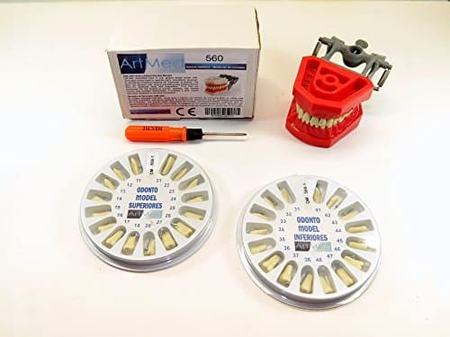 Typodont Dental Model 560 With Upper Lower Replacement Set Ivorine Teeth Complete Kit ARTMED by ARTMED