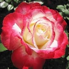 New Fresh 100pcs Double Delight Hybrid Tea Rose Flower Seed Generic