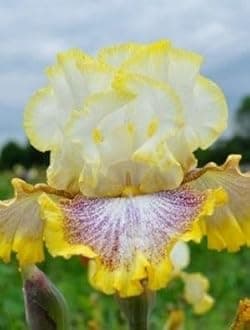 SVG® Dutch Iris Flower Bulbs for Your Home and Gardening Pack of 2 Bulbs (PINK WITH WHITE)