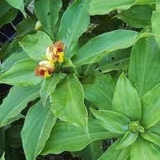 Healthy Vibe Herb Stevia Sweet Leaves Best For Sugar Medicinal Plant Stevia (Sugarfree) Plant,Candy leaf,Sweet Herb for Home Garden (Insulin Plant)