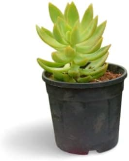 OhhSome Succulent Plant Plastic Live Sedum Adolphii Golden Clump-Forming Compact|Rounded |Balcony|Bedroom|Balcony Garden (Healthy Plant)