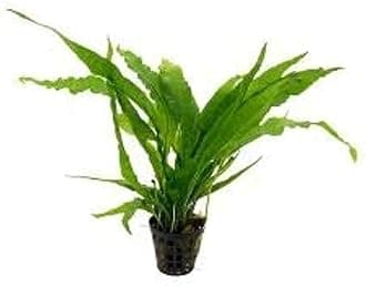 Maalavya Live Aquarium Aquatic Plant Anubias & Fern on Lava rock (Narrow Leaf (Microsorum Philippine))