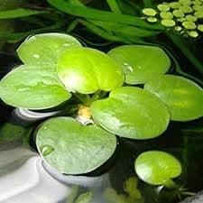 Frogbit Plant (Limnobium Laevigatum) Floating Aquarium and Pond(pack of 5 live plant)