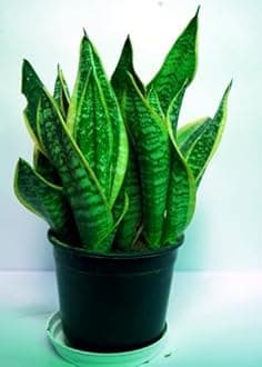 Bigreen Snake Plant Sansevieria Low Maintenance Indoor Houseplant Air Purifying with pot for Home and Office Decor