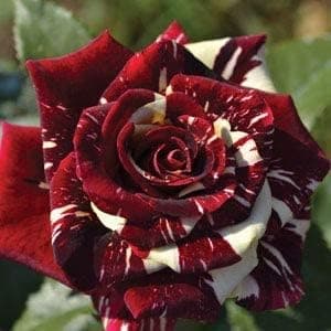 ShopCaart Live Abracadabra Rose Healthy Hybrid (Grafted) Live plant Pack of 1