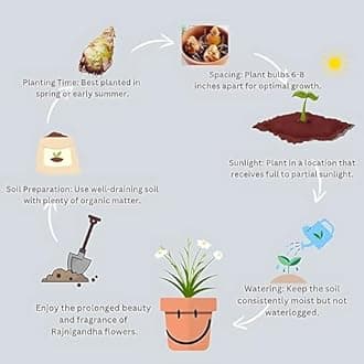 Tuberose (Rajanigandha) Flower Bulbs - Pink-White Colour, Multi Petal Variety, Medium Size, Pack of 5 Bulbs, Fragrant & Elegant Blooms for Garden, Indoor & Outdoor Planting