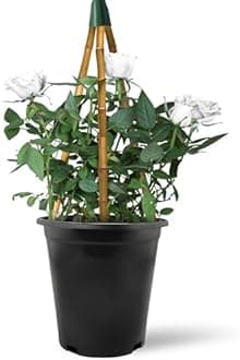 Climbing Rose in 2 Litre Pot - Golden, Pink, Red, White and Orange - Excellent Rose for Walls, Pillars Trellises and Arches (White)