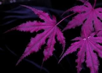Purple Ghost Japanese Maple Acer palmatum Purple Ghost 2 - Year Live Tree
