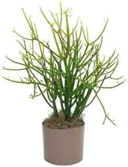 MVKR Live Pencil Cactus Plant I Euphorbia Tirucalli Milk bush Plant I With Growbag