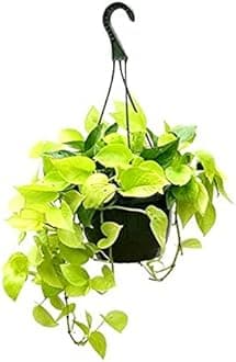 Ohhsome Good Luck Money Plant Indoor Plants For Entrance Moneyplant (Healthy Live Plant)