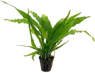 Potted Microsorum Plants - Java Fern | Live Freshwater Aquatic Plants for Aquariums and Terrariums - Low Light, Low Maintenance Plants. (Potted Microsorum Broad, 3 Pack)