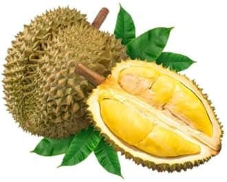 Fresh Durian Fruit Plant, Live Tropical Seedling, Garden Growing Variety .durian fruit live plant.