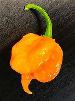 Orange Carolina Reaper HP22B Pepper Premium Seeds for Planting Packet Record Hottest in The World + More