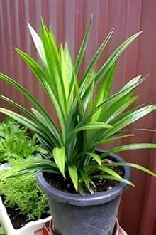 All Time Original Payes leaf/Pandan leaf/Basmati leaf/Briyani leaf plant || For home garden outdoor indoor plant.