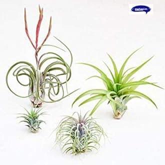 Mphmi Best 4 Elegant Air Live Plants