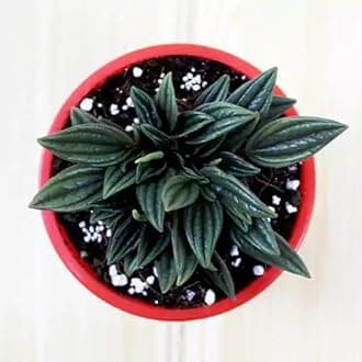 Mphmi Seedless Plant Indoor Plants Peperomia Rosso, Emerald Ripple (Rosso Peperomia)