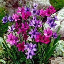 Babiana Stricta Mixed Bulbs, Baboon Flower, Fragrant Garden Plant Corms, Pack of 20