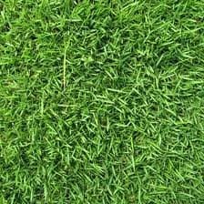 Zenith Zoysia Grass Seed - 1 Pound