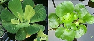 2 Water Lettuce + 2 Water Hyacinth Bundle - Floating Live Pond Plants for Outdoor Water Gardens