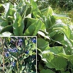 Comfrey