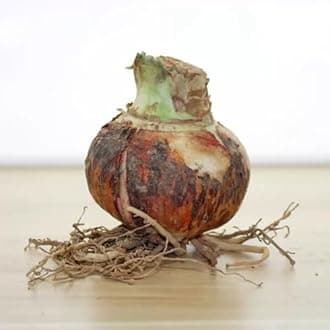 Ornaments Amaryllis Bulk Enjoyable Balcony Decoration,Fast Grow-3bulbs-R