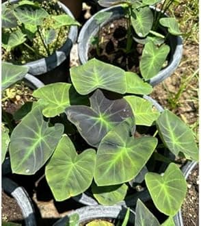 Indian gardens - Colocasia | Elephant Ear | Indoor Live Plant | Home decor (Colocasia Coal Minor)