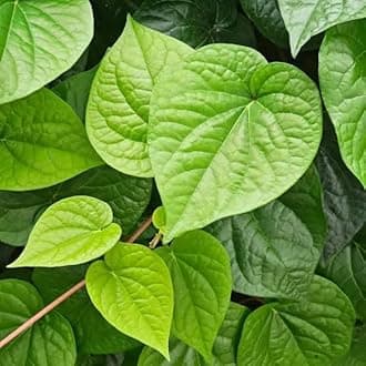Calcutta Paan Live Plant (Aromatic Betel Leaf) – Premium Variety from West Bengal | Ayurvedic & Sacred Climber | Organic, Easy Grow Indoors/Outdoors | Chewing & Puja Use