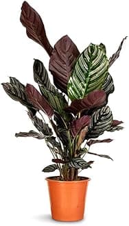 24 hours oxygen giving indoor plants, Calathea pink pinstripe- Plant | Indoor Plants for Living Room | Air purifying Indoor Plants (Pack of 1 With pot)