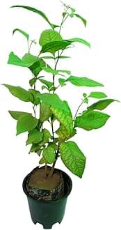 Belpatra/Belwa Live Fruit Plant – Pack of 1 | Sacred Bael Tree for Outdoor Gardening | Ayurvedic & Medicinal Plant | Holy Worship Plant for Home & Garden