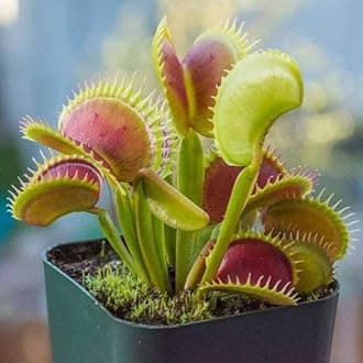 Delhi Nursery Plants Venus Flytrap, Dionaea muscipula - Plant