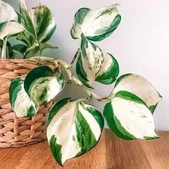 Mphmi Seedless Plant Indoor Plants Manjula Pothos, Variegated Money plant/Exotic Money Plant