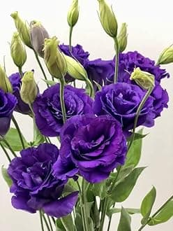 All season Lisianthus live flower plant pack of 1 healthy plant