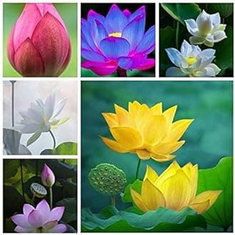 Mixed Colour lotus Seed - 20 Per Packet