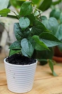 Betel Leaf/Banarasi Maghai Paan Rare Healthy Live Plant, Medicinal Herb Pack of 1 CF_11