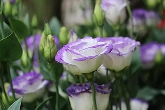 Lisianthus/eustoma/prairie gentian flowers plant || Pack of 1 live beautiful flower plant