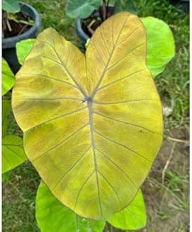 Indian gardens - Colocasia | Elephant Ear | Indoor Live Plant | Home decor (Colocasia Canary)