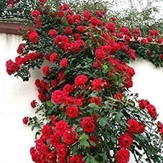 Live Climbing Rose Creeping Wild Rambling Ornamental Trellis Blooms Vining Fragrant Trailing Flower Plant [ Climbing Red Rose Plant] With Plastic Pot