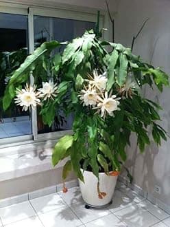Brahma Kamal Plant, Night Blooming Epiphyllum Cactus,Beutifull Red and White Flowering Variety || Otdoor&Indoor live Plant (Pack Of 1) A_8