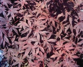 Acer palmatum 'Bloodgood' Seeds
