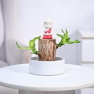 UGAOO Brazilian Wood Live Plant with Ceramic Bowl & Miniature Buddha | Indoor Live Lucky Brazilian Wood Plant for Living Room, Home, Office, Table, Kitchen & Desk Decor