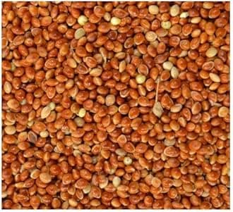 Red Millet Seed Budgie Finch Canary or Wild Bird Food 10kg 5kg 3kg 2kg 1kg 500g Garden Bird Food (Red 10kg)