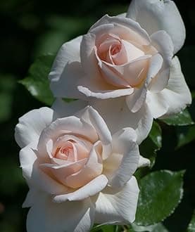 Gebdinsh Garden® Imported Rose Sift Pink Color Flower Seeds For Gardening | Pack Of 50 to 60 Seeds