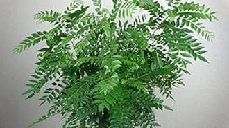 UGANIO PLANT Live Indian Curry Leaves Plant Kadi Patta Meetha Neem Patta 1 Healthy Live Plant