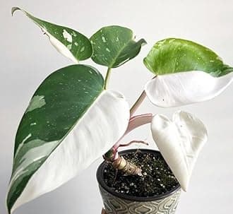 Outdoor White princess philodendron Jiffy plant With pot Pack of 1