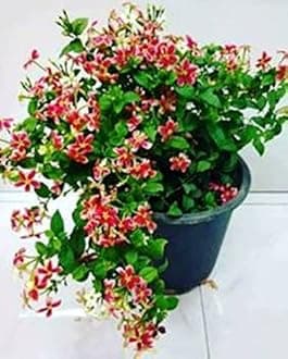 Zomoloco_Madhumalti/Rangoon Creeper-Live Madhumalati Honeysuckle Rangoon Creeper Flower Plant For Indoor/ Outdoor Garden