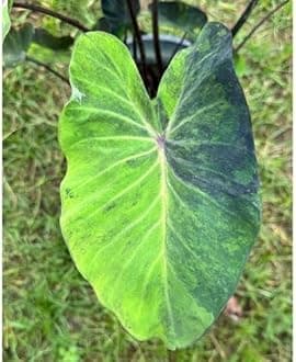 Indian gardens - Colocasia | Elephant Ear | Indoor Live Plant | Home decor (Colocasia Black Marbel)