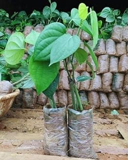 Black pepper plant,plant for black pepper (Pack of 1)